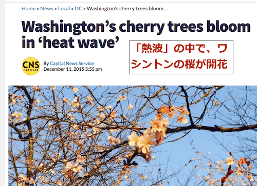 washington-cherry-bloom