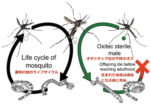 oxitec-mosquito-01