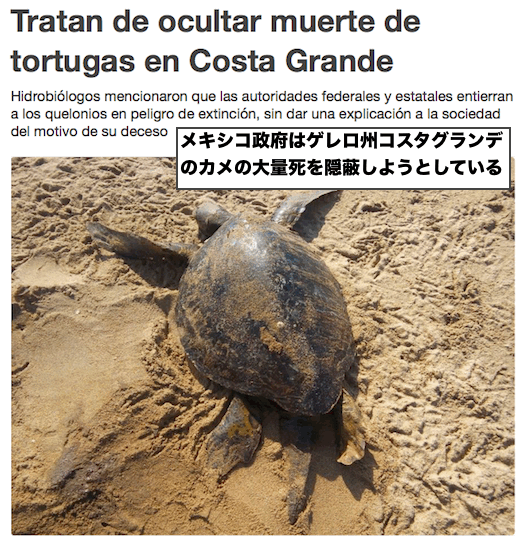 mexico-turtle-deaths