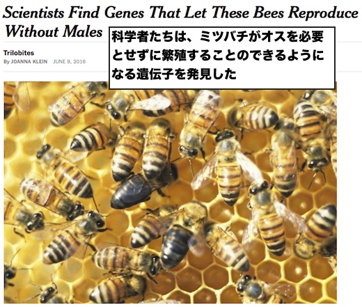 bees-can-reproduce-without-males