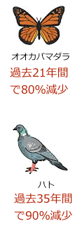 pigeon-80-90
