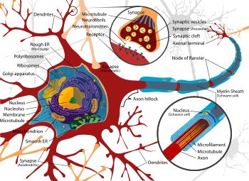 Complete-neuron