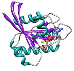 ras_secondary_structure_ribbon