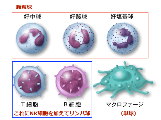 white-blood-cell