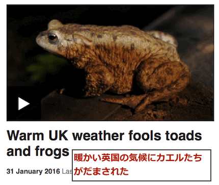 frogs-fool