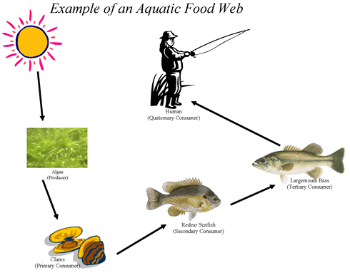 Aquatic-FoodWeb