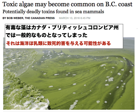 algae-canada