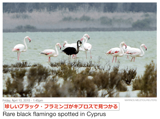 black-flamingo-top