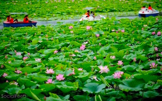blooming-lotus-flowers-in-ne-china