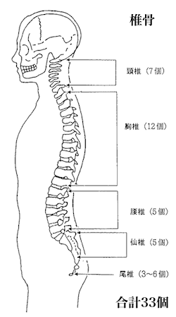 vertebral-33-bone