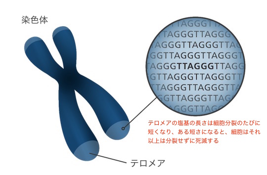 chromosome_telomere_genome