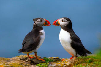 two-puffins